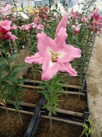 [4569 VH45 Carano No01.JPG]